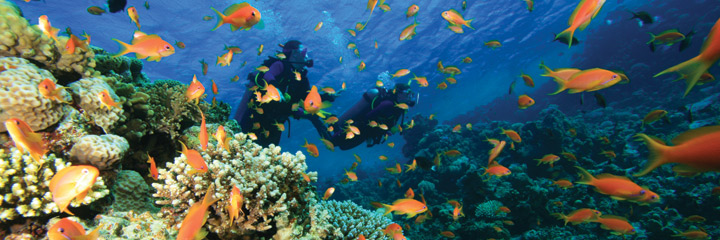 Scuba diving in the Red Sea
